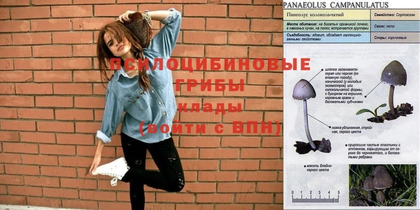 сатива Куйбышев